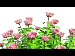 Y11 Mulheres Smart Watch Luxo 1,32 